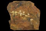 Paleocene Fossil Fruit (Palaeocarpinus) - North Dakota #96941-1